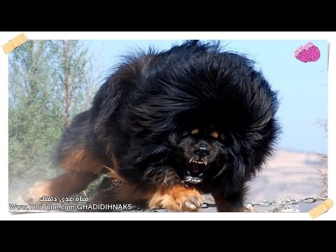 شاهد أخطر 10 كلاب تثير الذعر حول العالم