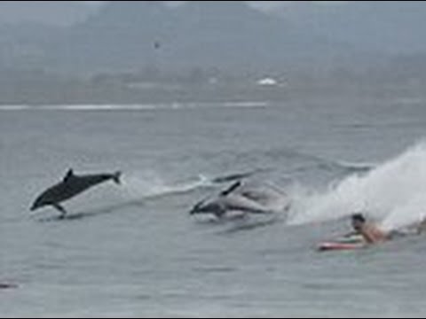 صغير الحوت يلعب مع اثنين من الدلافين