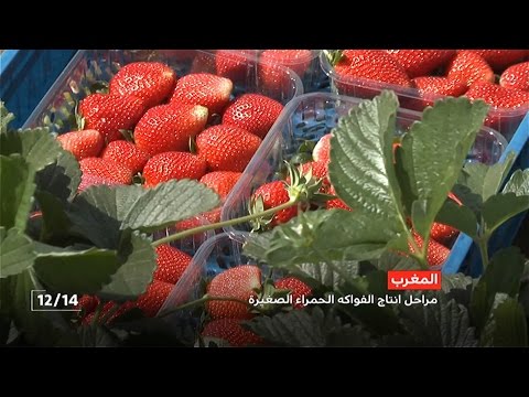قطاع إنتاج الفواكه والخضر المغربية والانفتاح على السوق الأفريقية