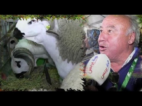 شاهد مميزات الكبش الصردي الحر