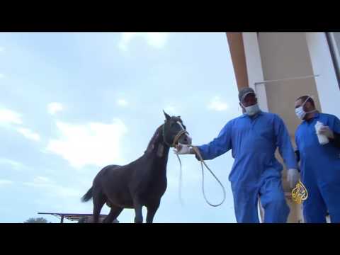 شاهد سموم الثعابين والعقارب في شبه الجزيرة العربية أفضل أنواع العلاج