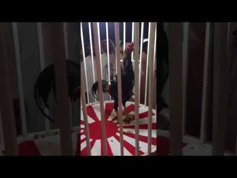 بيع ديك بمبلغ خيالي في السعودية