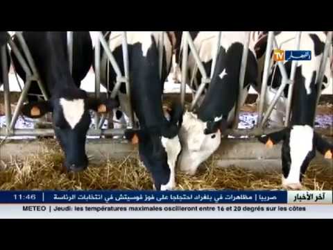 التجمع الفوضوي للتربة يرهن نجاح مستثمرة عصرية لتربية الأبقار