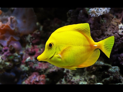 علماء يكتشفون طريقة لتجديد شبكية العين البشرية