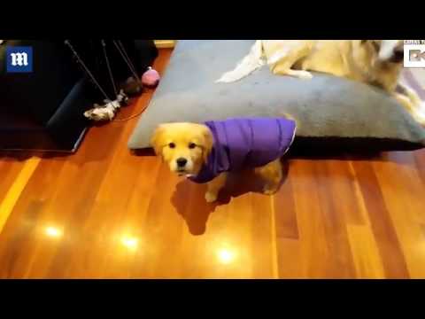 شاهد لقطات مضحكة لذيل يضع كلبًا في موقف محرج