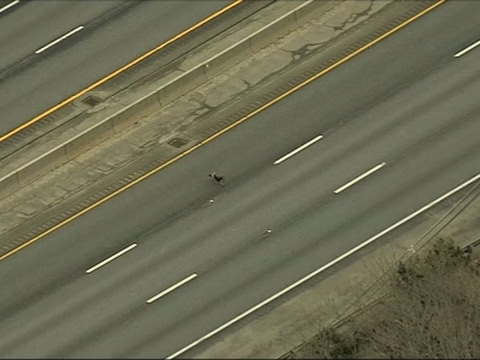 شاهد ديك رومي في قلب أسد