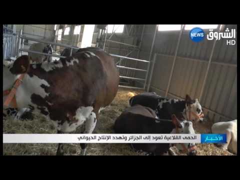 شاهد  الحمى القلاعية تعود إلى الجزائر