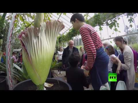 بلجيكيون يتهافتون على زيارة أسوأ زهرة في العالم من حيث الرائحة