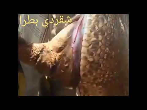 شاهد ثعبان يبتلع ثورًا كاملًا في السودان