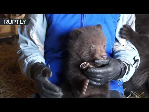 شاهد إنقاذ أربعة صغار الدب في كراسنويارسك