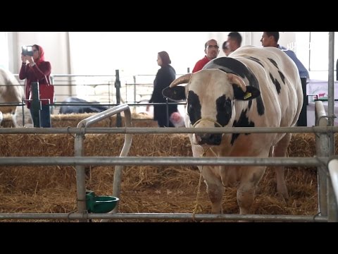 شاهد أضخم العجول في معرض الزراعة في مكناس