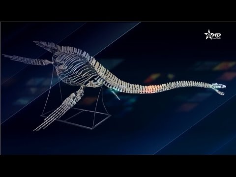 المغرب تستعيد هيكل ديناصور بحري من باريس