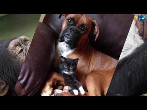 شاهد أجمل صور الرحمة في قلوب الحيوانات