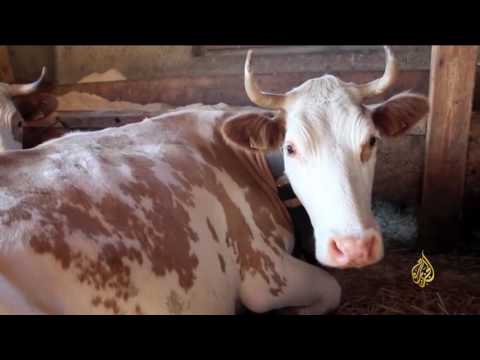 تعرف على أنواع الأجبان التي صنعها الإنسان منذ القدم