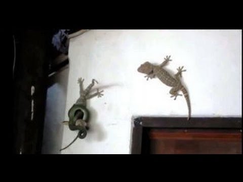 سحلية تدخل في عراك شرس مع ثعبان لإنقاذ زميلها