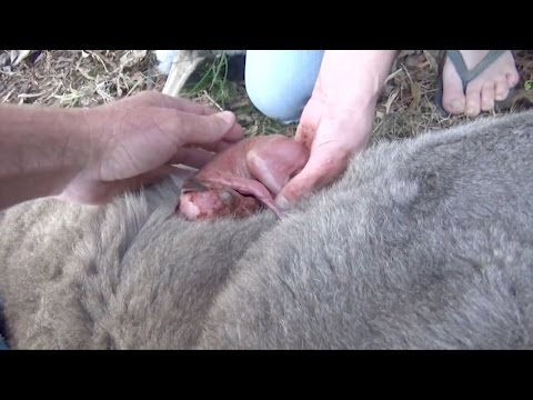 عابرا سبيل ينقذان رضيع كنغارو بعد وفاة أمّه