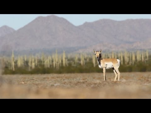 الحيوانات ضد جدار الرئيس ترامب عند الحدود الأميركية المكسيكية