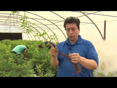 بالفيديو خصائص ومزايا ثمرة الكمأة أو الفقع والترفاس