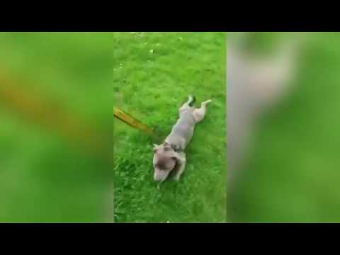 بالفيديو رد فعل طريف لكلب رفض مغادرة حديقة المدينة