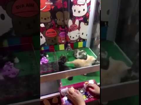 بالفيديو لعبة جديدة تتيح الحصول على قطط حقيقية بدلًا من الدمى