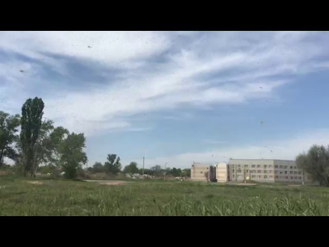 بالفيديو سحابة من الناموس تثير الرعب في بلدة روسية