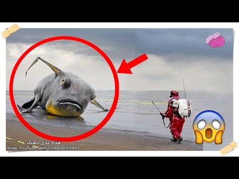 شاهد 10 مخلوقات بحريه غريبة تم اكتشافها بعد حدوث تسونامي