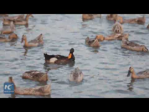 بيض البط المملح الوجبة المفضلة شرق الصين