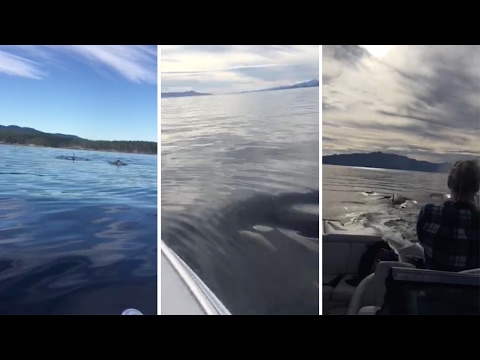 شاهد الحيتان القاتلة تثير فزع أسرة كندية