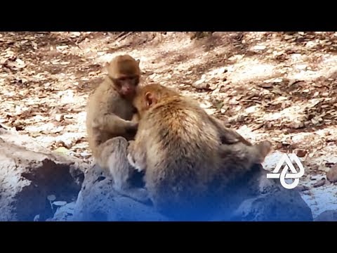 شاهد  محمية القرود في آزرو