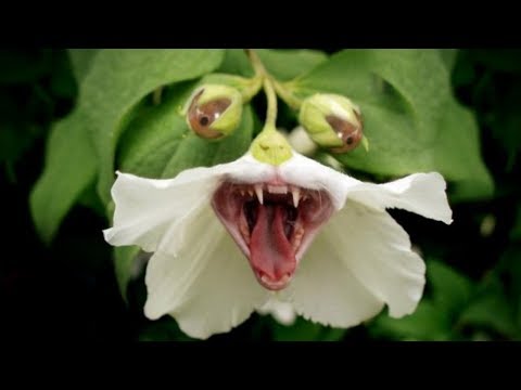 شاهد 5 أزهار قادرة على قتل الإنسان في لحظات