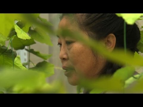 شاهد تربية الدود في الصين نشاط مفيد للبيئة ومدر للمال