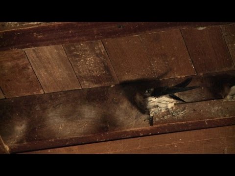 أعشاش السنونو من أرياف بورما إلى الموائد الفاخرة في الصين