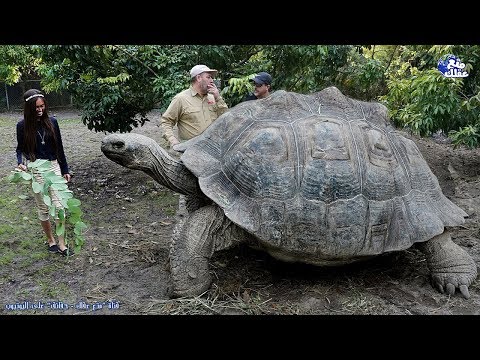شاهد حقائق مذهلة ومخيفة غير معروفة عن السلاحف