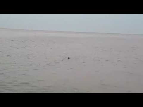 بالفيديو  ظهور أسماك القرش في شواطئ الفنيدق