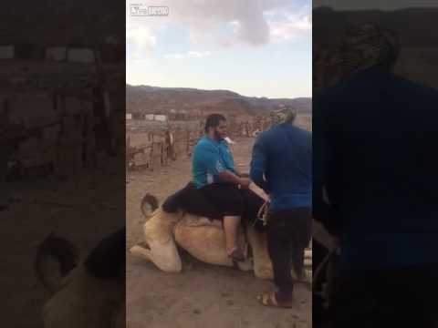 شاهد موقف طريف لجمل يفشل في النهوض بشاب بدين