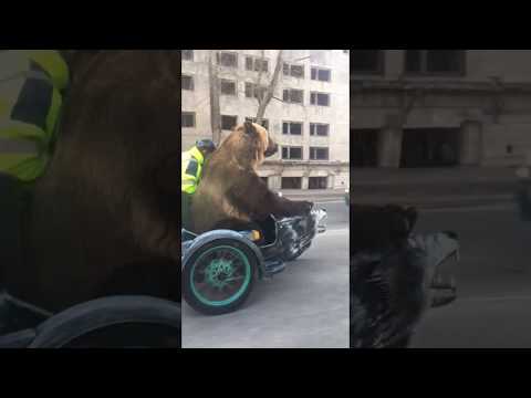 شاهد دب يفاجئ المارة بركوب دراجة نارية