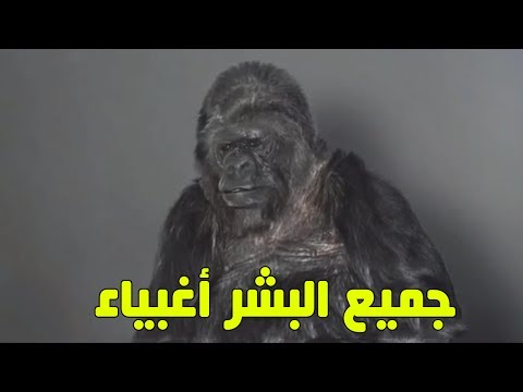 شاهد غوريلا تتحدث عن رأيها في الإنسان وفي كوكب الأرض