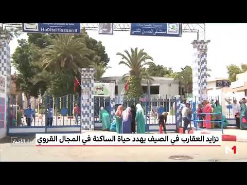 شاهد كثرة العقارب تهدد حياة السكان في القرى المغربية