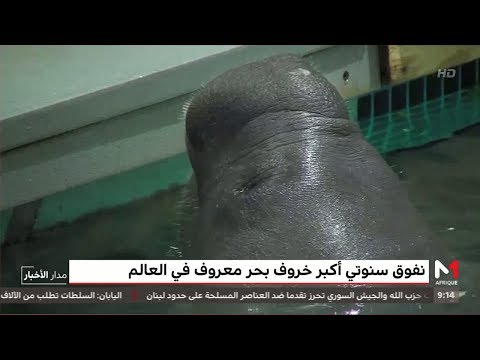 نفوق سنوتي أكبر خروف بحر معروف في العالم