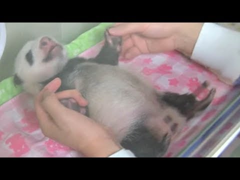 شاهد صغير الباندا يتلقى الرعاية الصحية على أكمل وجه