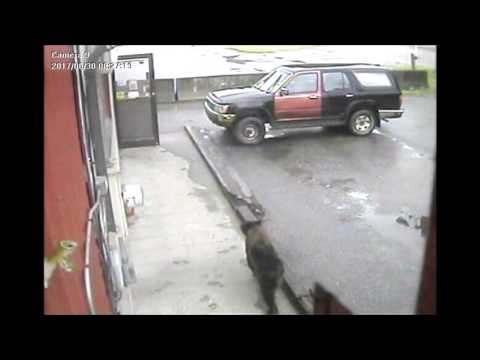 شاهد دب سكران يقتحم مخزنًا للخمور في الولايات المتحدة