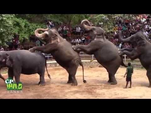 شاهد الأفيال لص تبدع في سرقة المحاصيل الزراعية