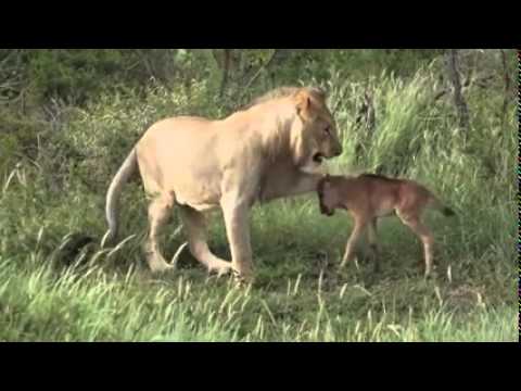 أسد يداعب فريسته ويحميها من القتل