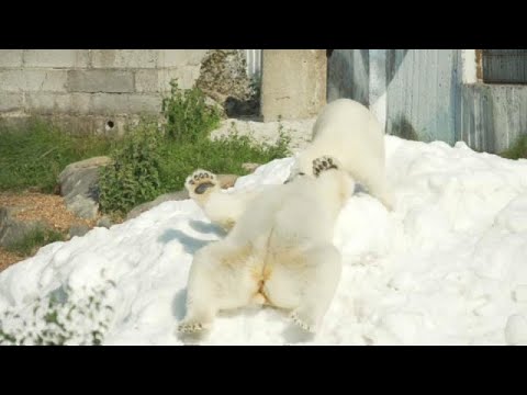 شاهد الثلج المنعش لدببة القطب في فنلندا