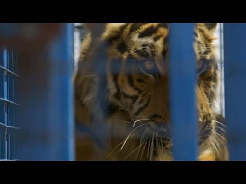 نقل عشرات الحيوانات السورية إلى تركيا