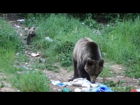 شاهد دب جائع يثير هلع السكان في رومانيا
