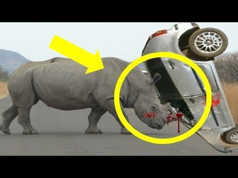 شاهد لحظة هجوم وحيد قرن غاضب على سيارة
