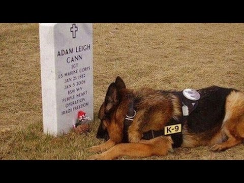 شاهد أوفى وأخلص الكلاب المميّزة حول العالم