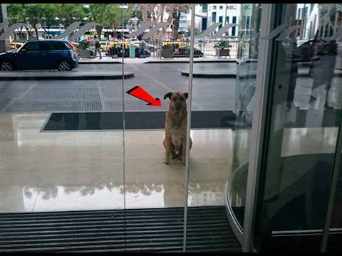 شاهد ماذا حدث لكلب ظل منتظرًا كل يوم أمام الفندق