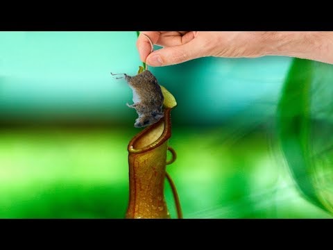 شاهد هذه هي أخطر 5 نباتات حول العالم